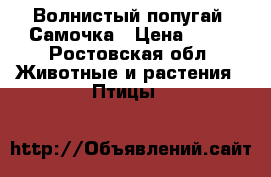 Волнистый попугай. Самочка › Цена ­ 50 - Ростовская обл. Животные и растения » Птицы   
